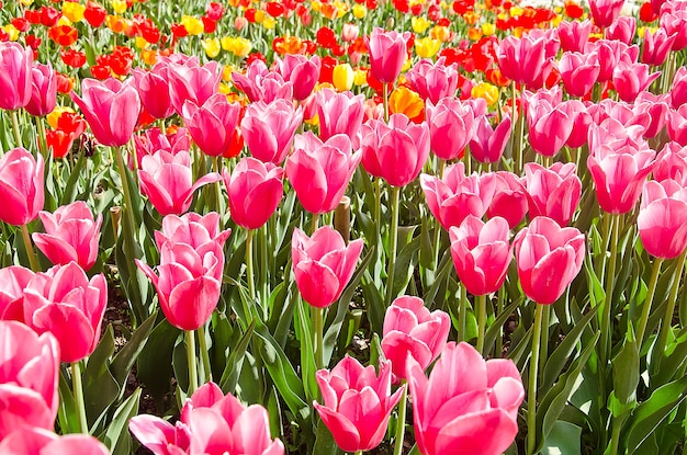 Tulipes de couleur Meadow