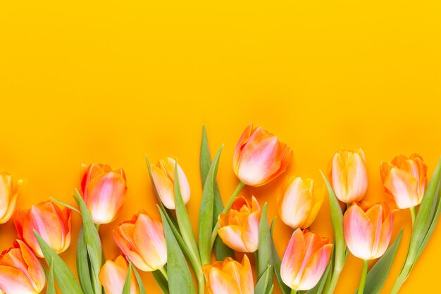 Tulipes de couleur pastel jaune sur fond jaune.