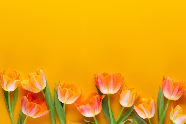 Tulipes de couleur pastel jaune sur jaune