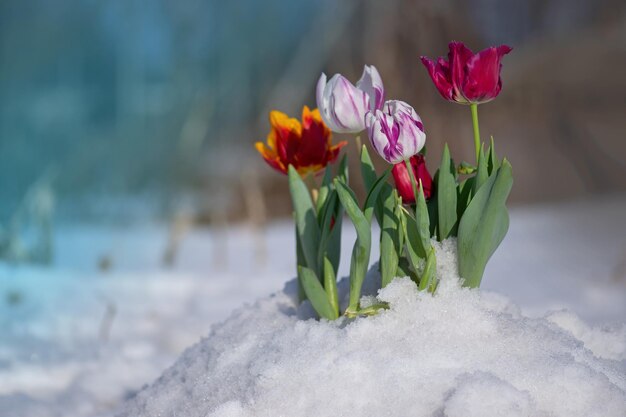 Tulipes de couleurs mélangées Mélange de fleurs de tulipes printanières