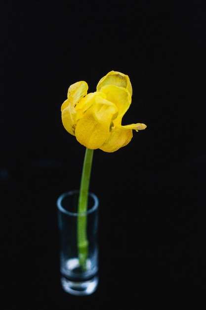 Les tulipes coupées dans un vase. Tulipes sur fond noir. Flétrissement de la fleur.