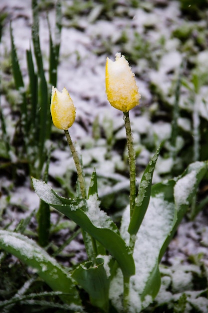 Tulipes couvertes de neige pendant la tempête de neige d'avril en Ukraine