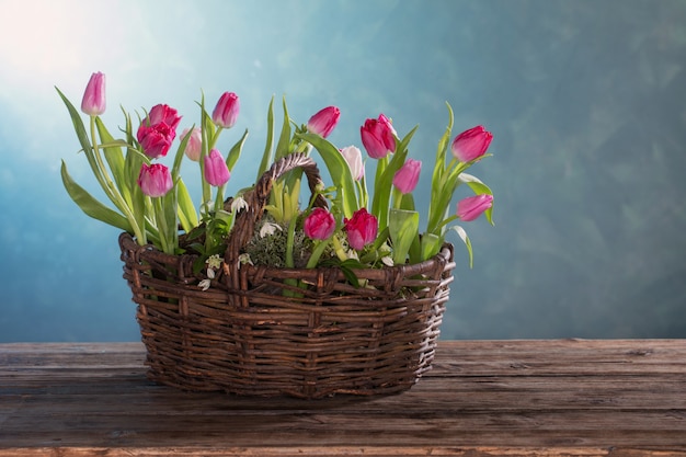 Tulipes dans l'ancien panier sur bleu