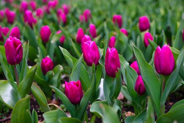 Photo tulipes dans le jardin au printemps