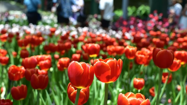 Les tulipes Dans le jardin de fleurs Les tulipes multicolores fleurissent