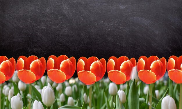 Les tulipes Dans le jardin de fleurs Les tulipes multicolores fleurissent