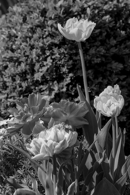 Des tulipes dans le jardin.