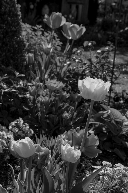 des tulipes dans un jardin