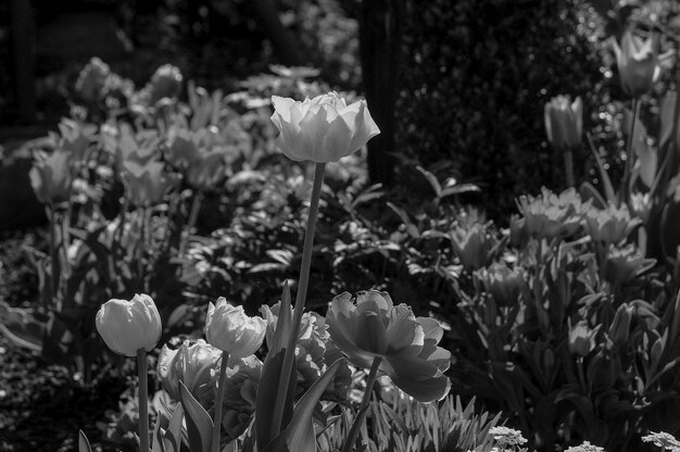 des tulipes dans un jardin