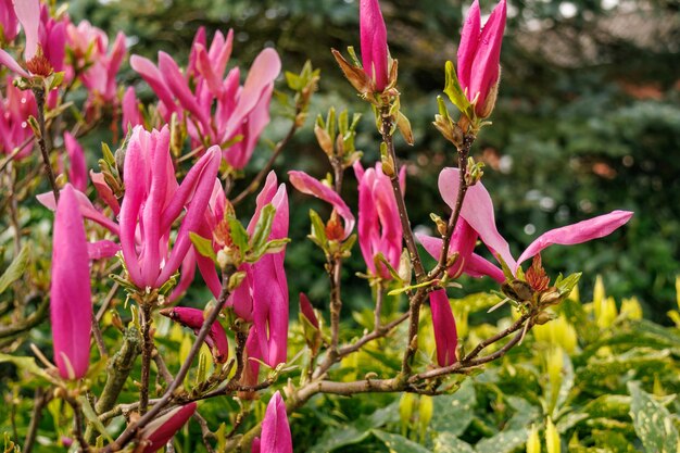 Des tulipes dans le jardin.