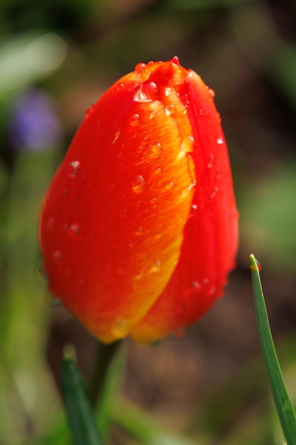 Des tulipes dans le jardin.