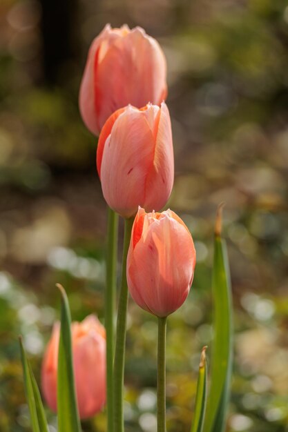 Photo des tulipes dans le jardin.