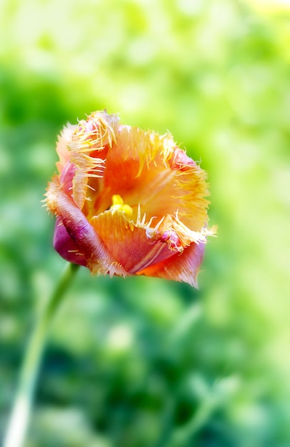 Tulipes dans le jardin