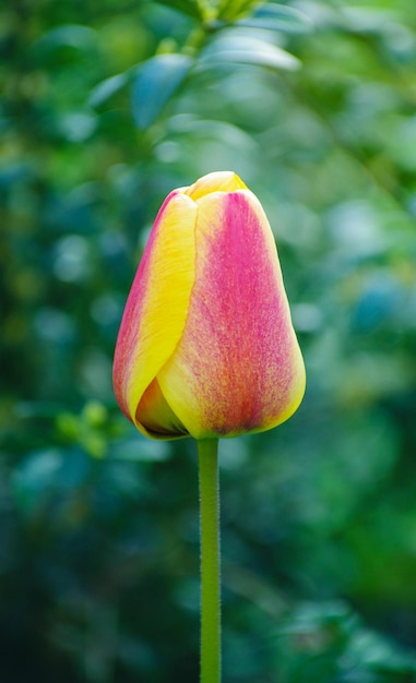 Tulipes dans le jardin