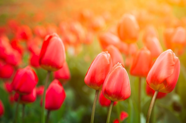 Tulipes dans le jardin