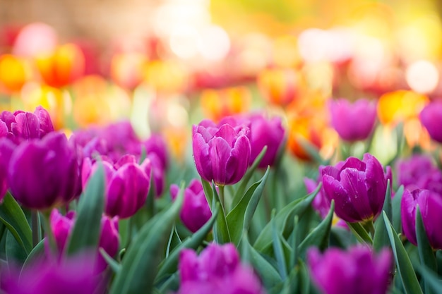 Tulipes dans le jardin