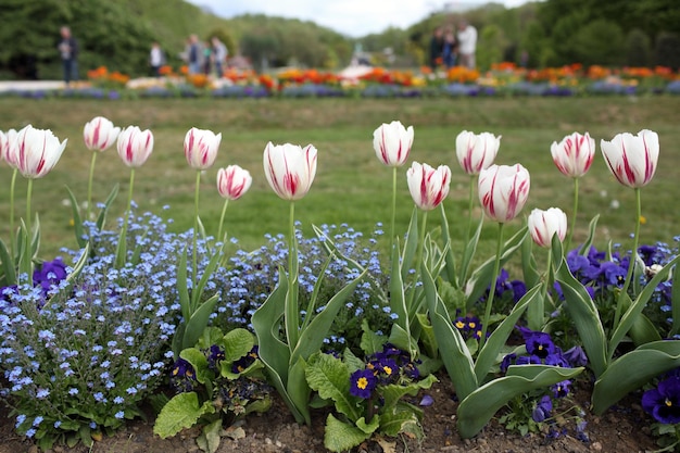 Tulipes dans le jardin