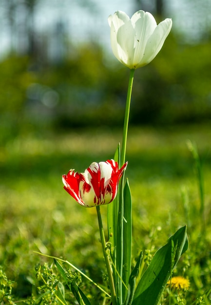 Tulipes dans le parc