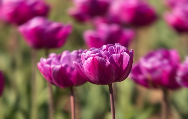 Tulipes dans la ville