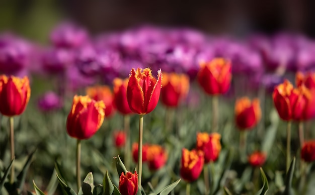 Tulipes dans la ville