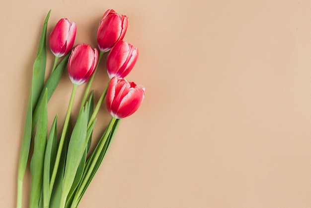 tulipes décoratives avec un espace vide pour le jour de la mère