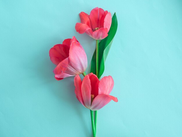 Tulipes délicates roses sur bleu le concept de vacances