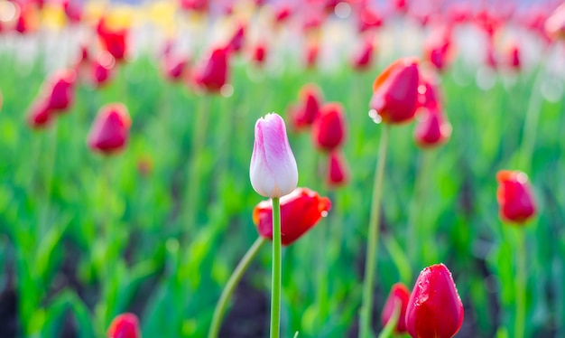 Tulipes de différentes couleurs sur un lit de fleurs dans le parc.