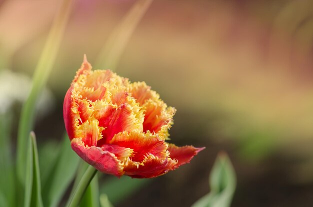Tulipes dites Sensual Touch Tulipe pivoine frangée Sensual Touch