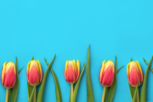 tulipes sur l'espace de copie de fond bleu clair. fleurs fraîches de printemps