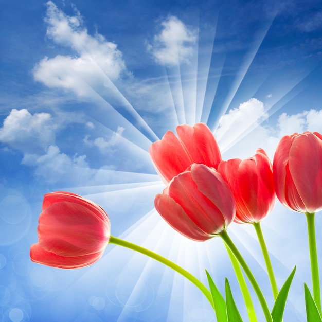 Tulipes étonnantes sur fond de ciel bleu fantastique avec rayons de soleil et boche défocalisé