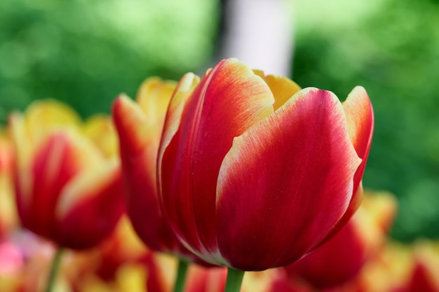 Tulipes fleuries multicolores lumineuses