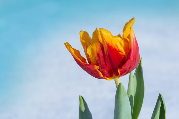 Tulipes fleuries sous la neige