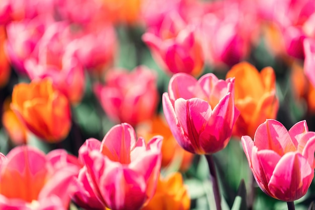 Les tulipes fleurissent au printemps, le printemps coloré.