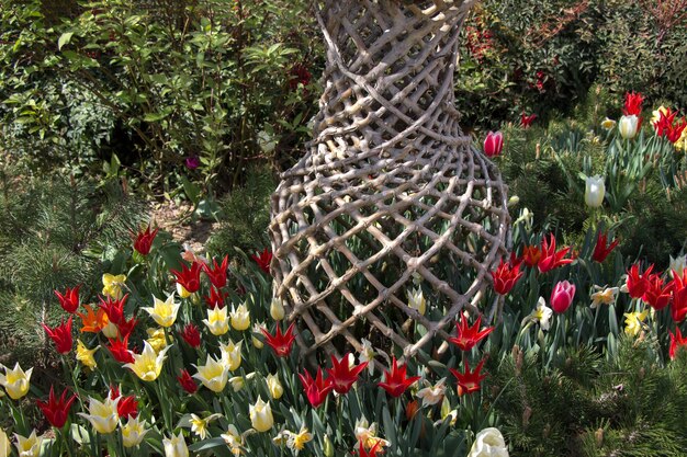 Les tulipes fleurissent au printemps