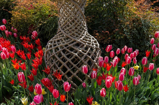 Les tulipes fleurissent au printemps.