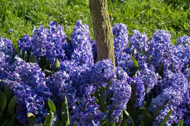 Les tulipes fleurissent au printemps