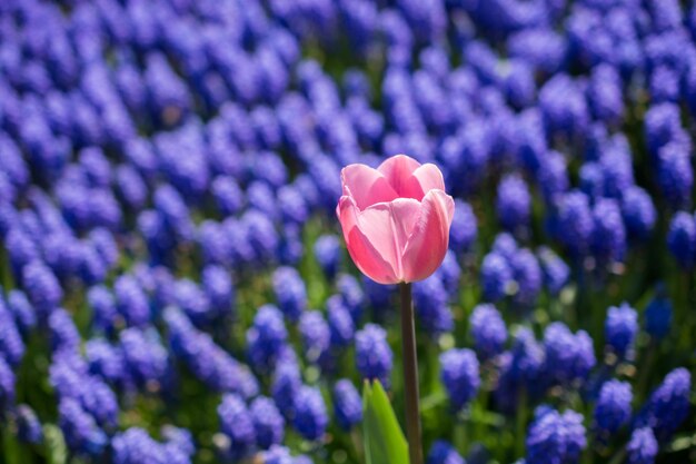 Les tulipes fleurissent au printemps