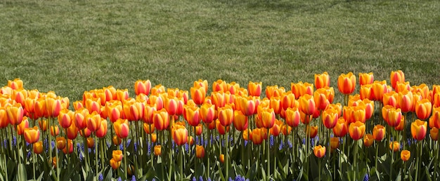 Les tulipes fleurissent au printemps