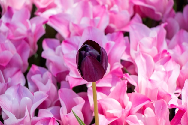 Les tulipes fleurissent au printemps