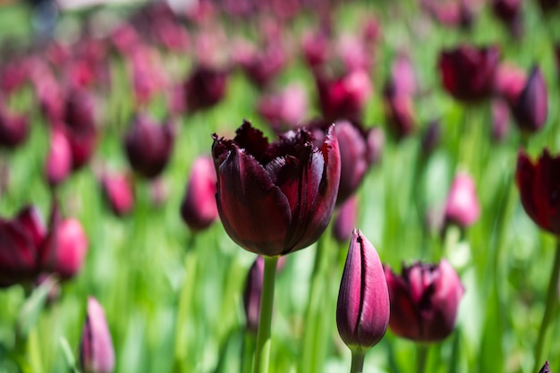 Les tulipes fleurissent au printemps