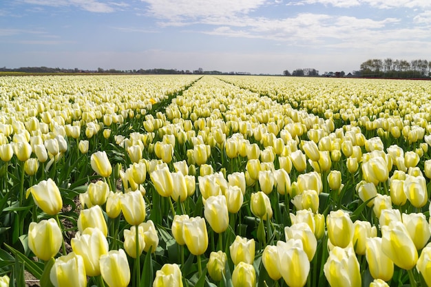 Les tulipes fleurissent sur le champ contre le ciel