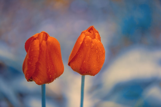 Les tulipes fleurissent dans le jardin par une journée ensoleillée