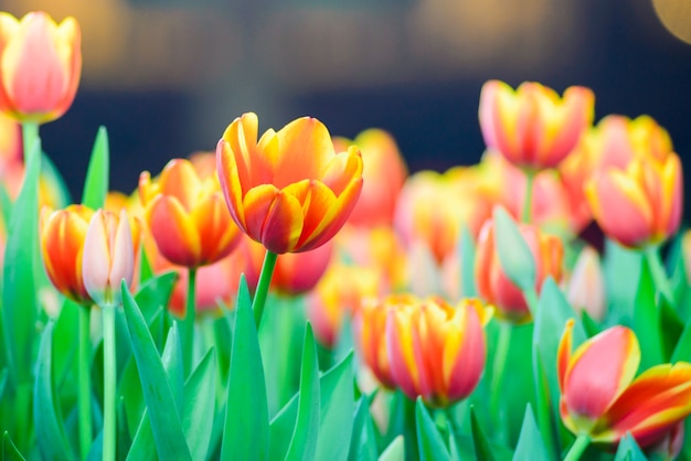 Tulipes fleurissent dans le jardin.