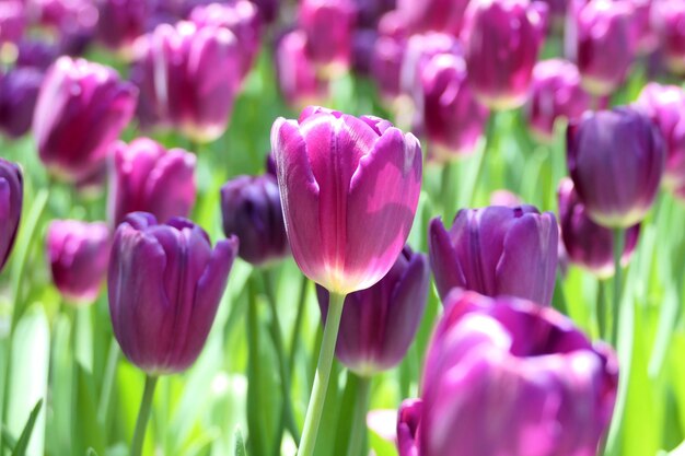 Les tulipes fleurissent magnifiquement dans le jardin.
