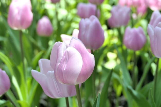 Les tulipes fleurissent magnifiquement dans le jardin.