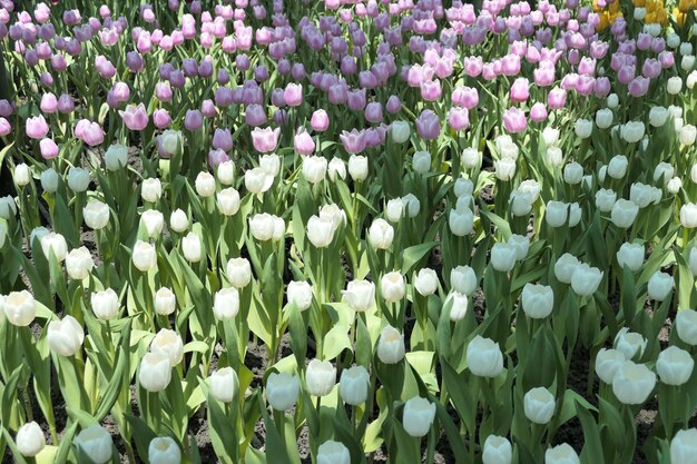 Photo les tulipes fleurissent magnifiquement dans le jardin.