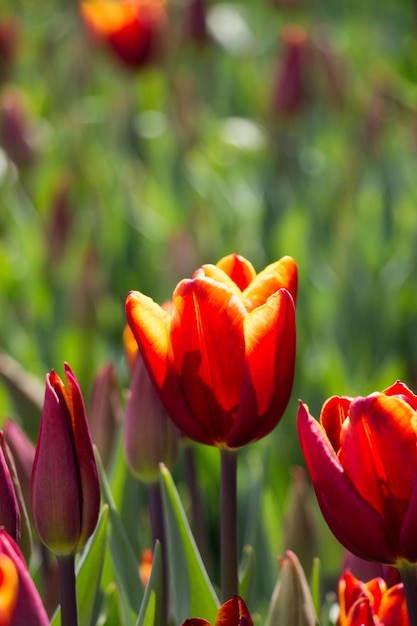 Tulipes en fleurs au printemps