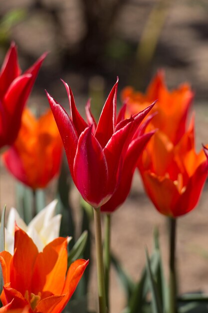 Tulipes en fleurs au printemps