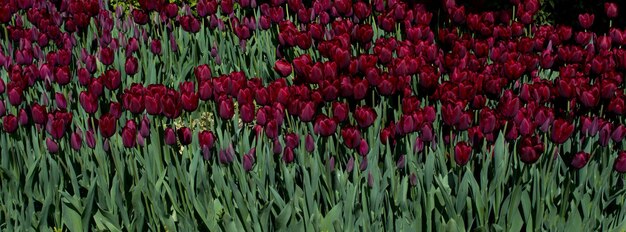 Tulipes en fleurs au printemps