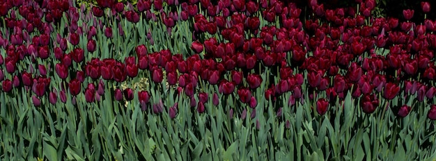 Tulipes en fleurs au printemps